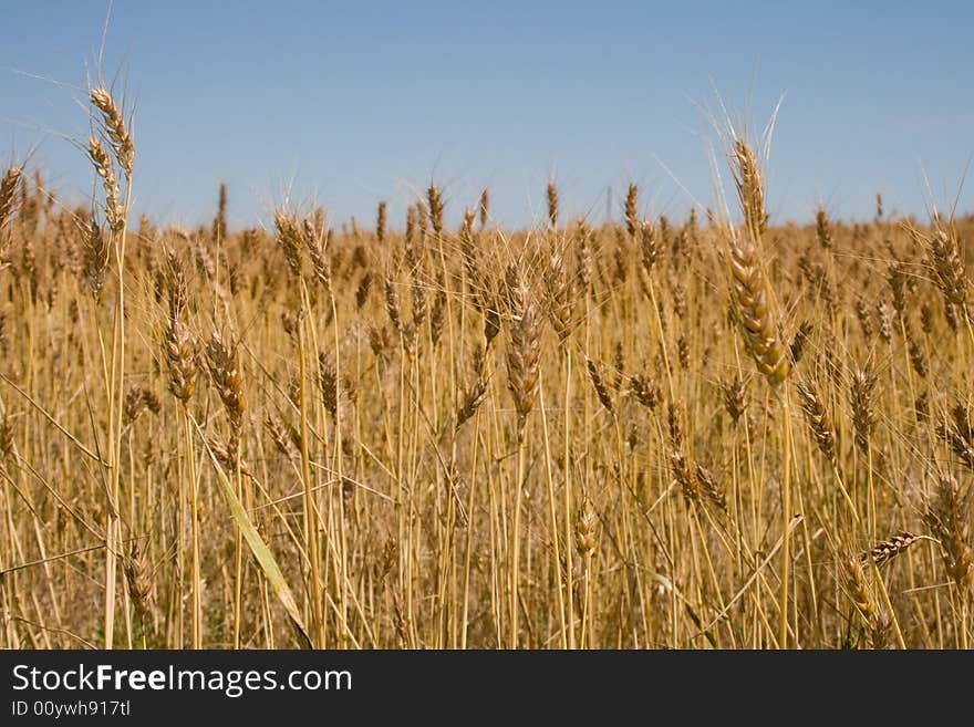 Wheat field in Midwest USA.