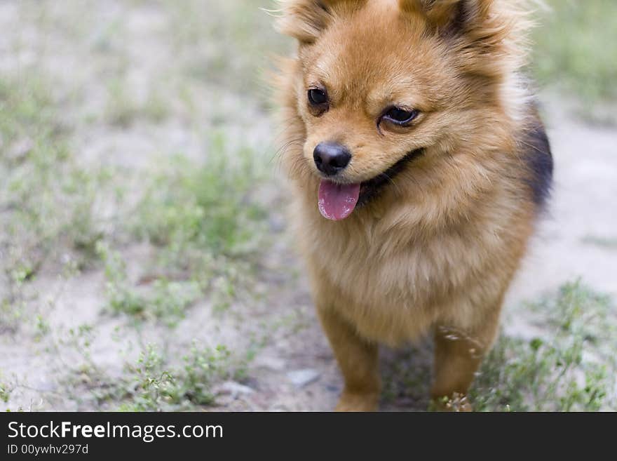 Portrait of gold attentive dog. Portrait of gold attentive dog