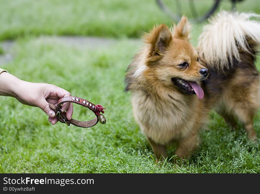 Portrait of gold attentive dog. cute..cute. Portrait of gold attentive dog. cute..cute