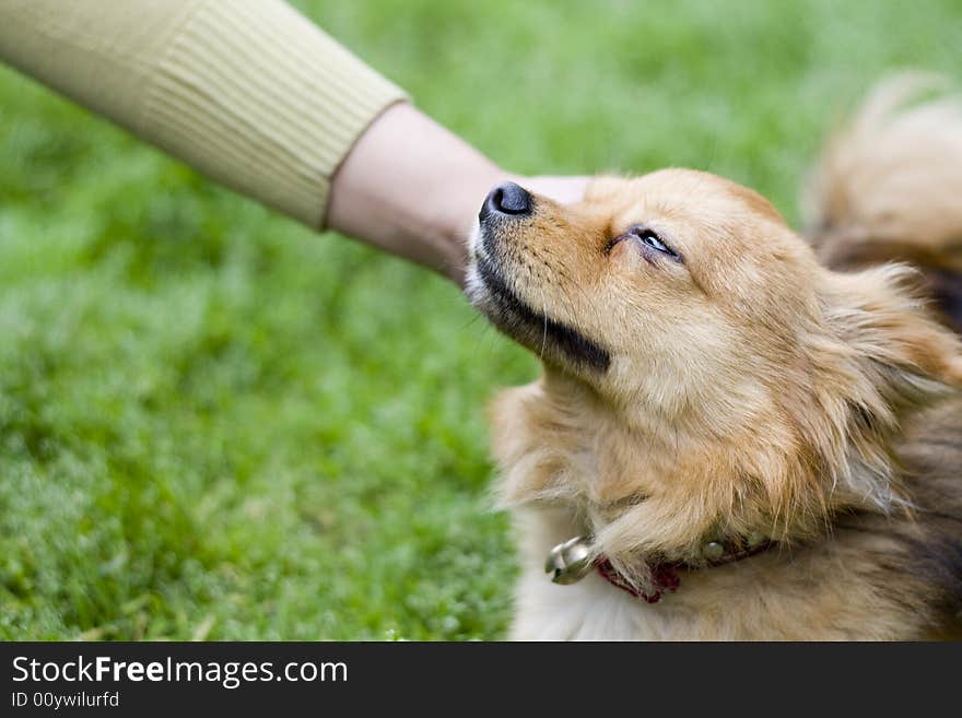 Portrait of gold attentive dog. Portrait of gold attentive dog