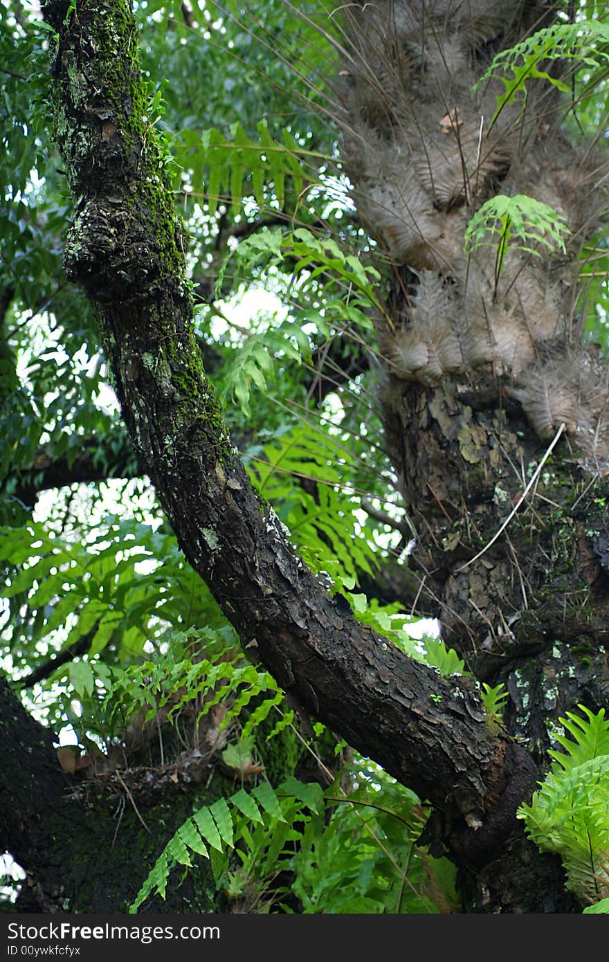 Plant in forest with moss