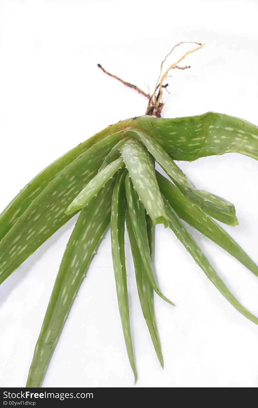 Aloe vera