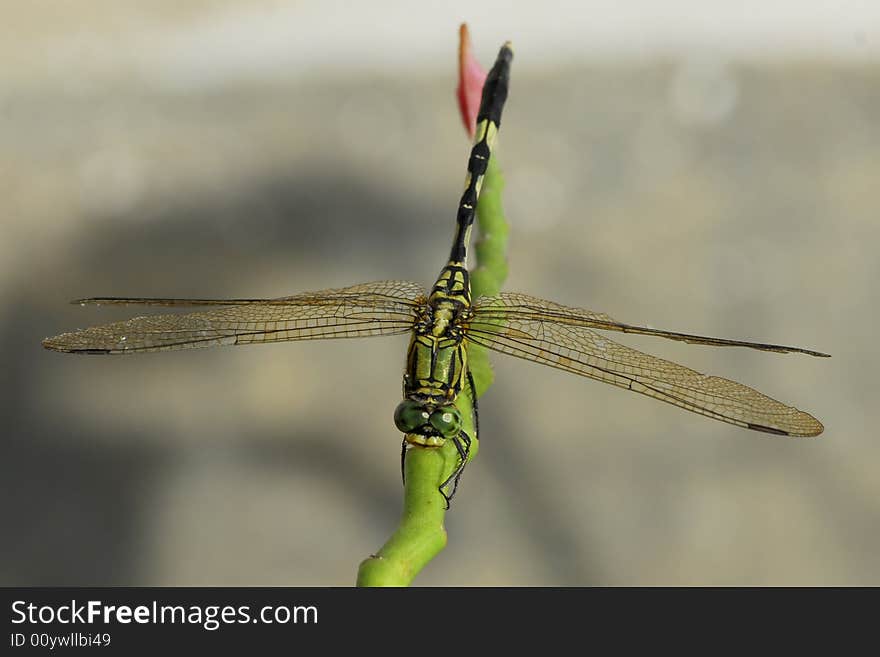 A green dragonfly perching on top of flower branch. A green dragonfly perching on top of flower branch