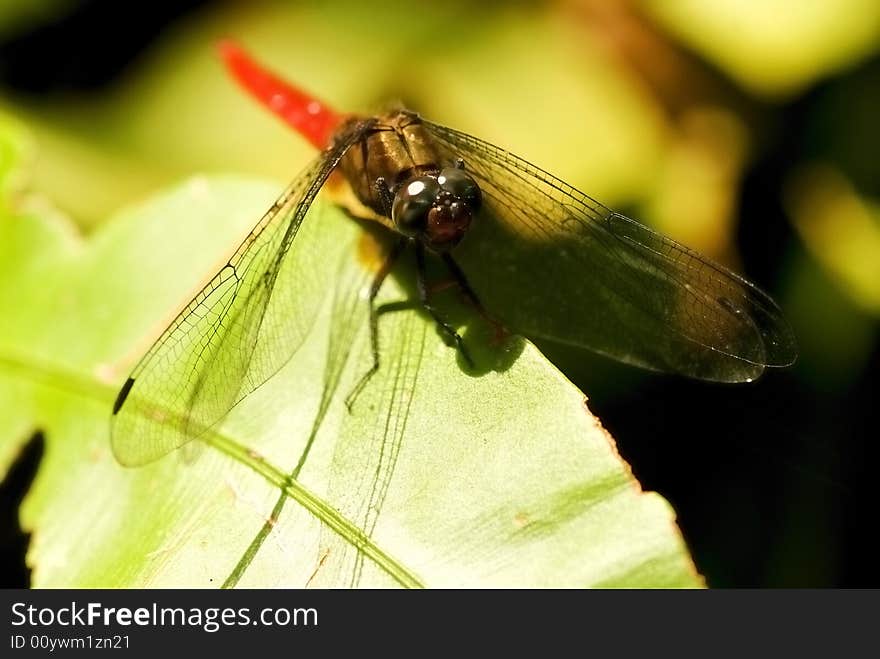 A red dragonfly sun bathing on top of a fern leaf. A red dragonfly sun bathing on top of a fern leaf.