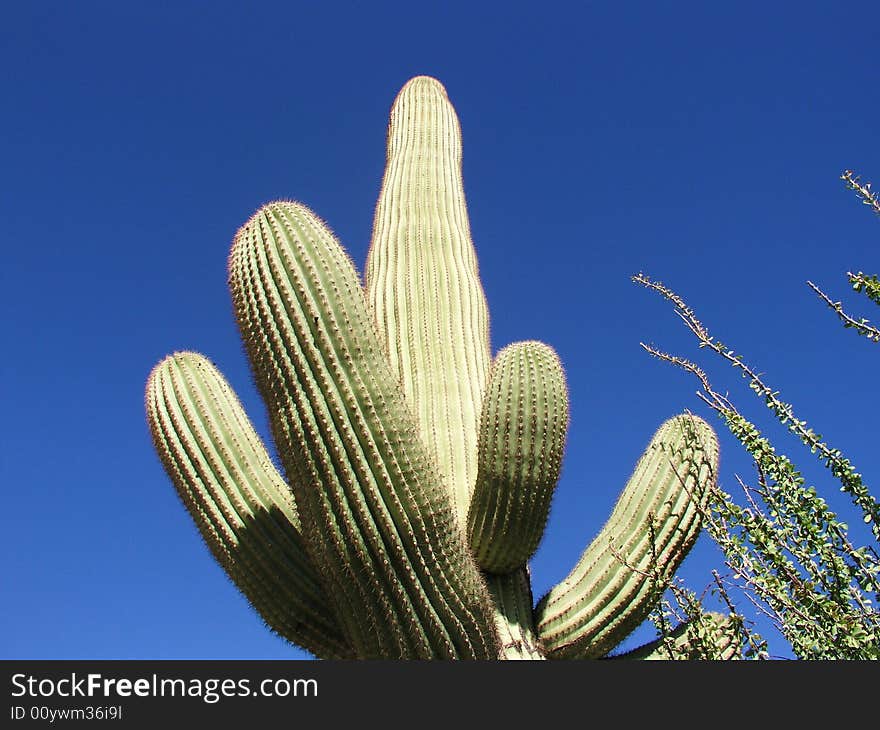 Old Arizona cactus in Tucson. Old Arizona cactus in Tucson