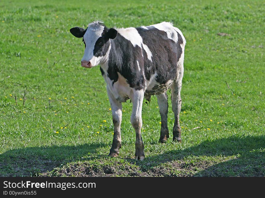 Black and white cow standing in the pasture