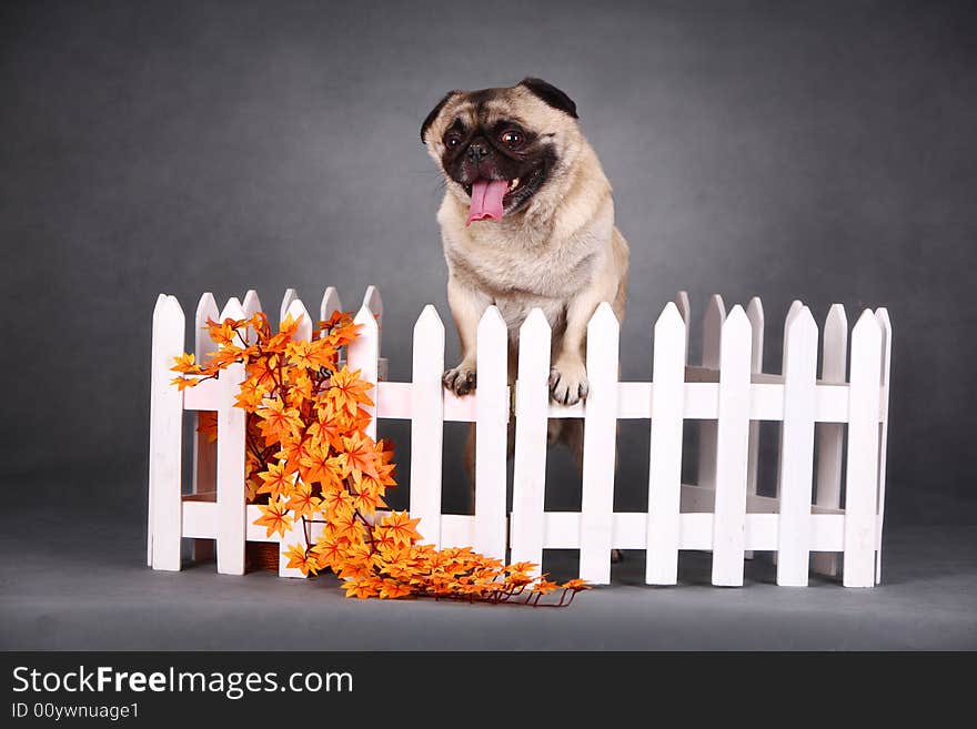 Funny Pet dog in front of gray background