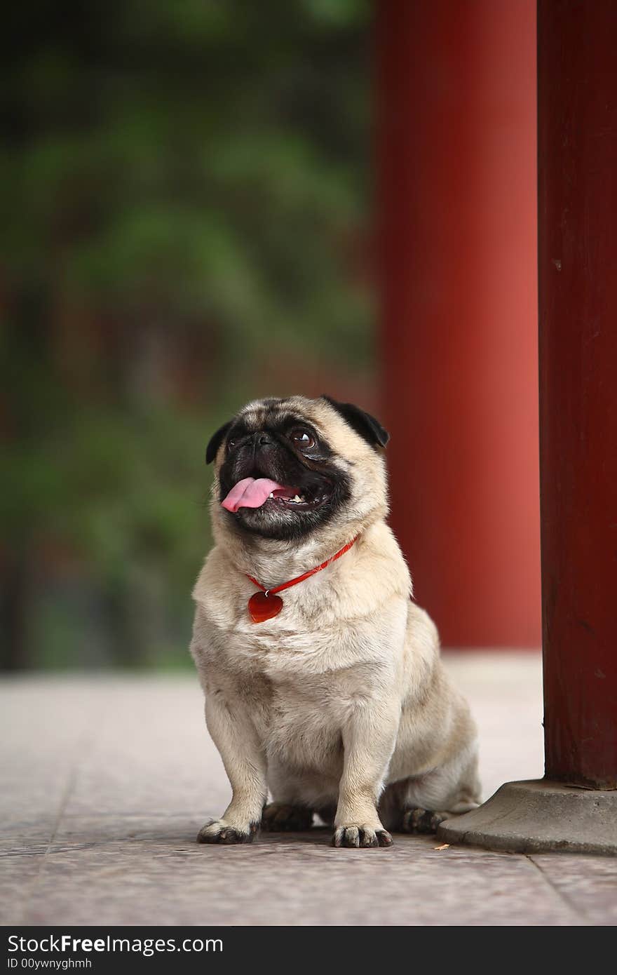 A Funny pet dog,outdoors