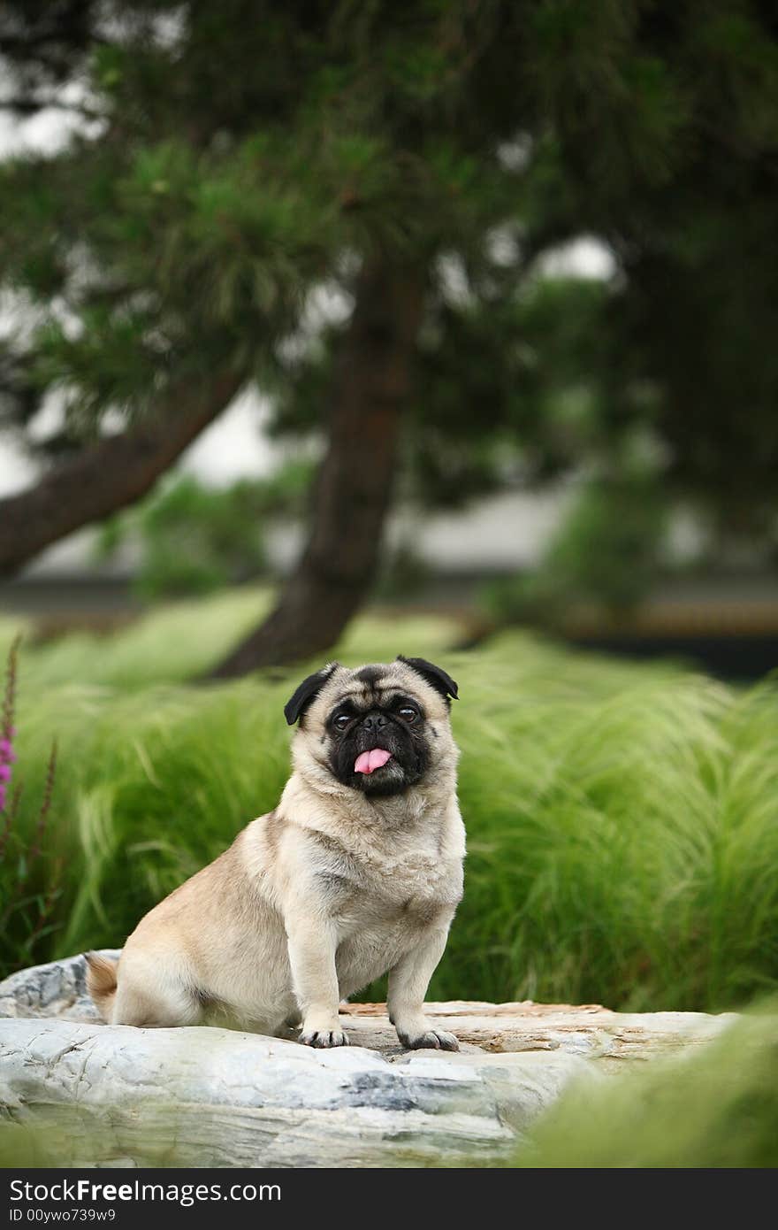 A Funny pet dog,outdoors