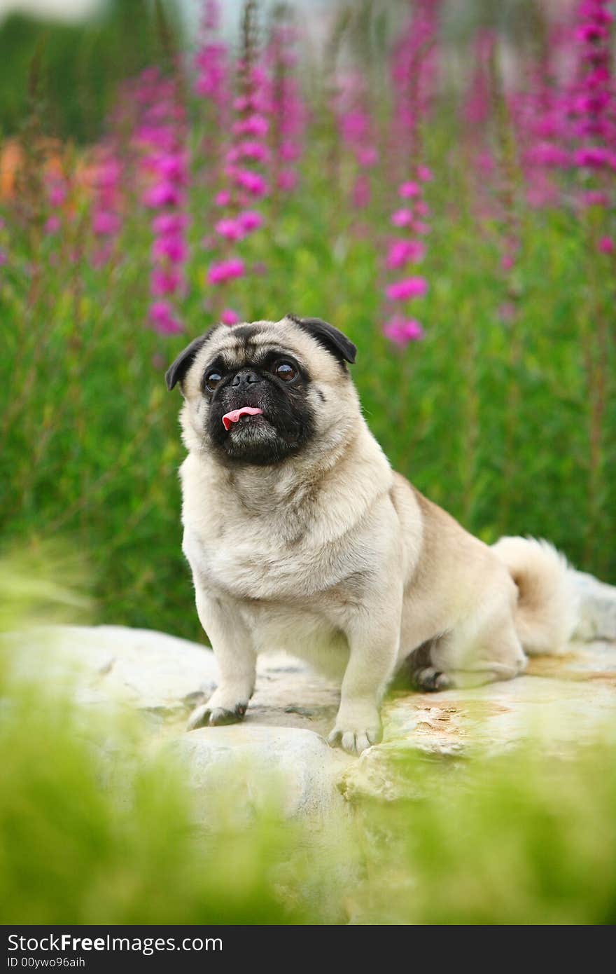 A Funny pet dog,outdoors