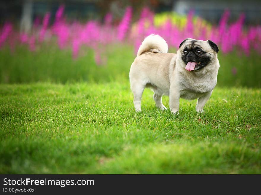 A Funny pet dog,outdoors