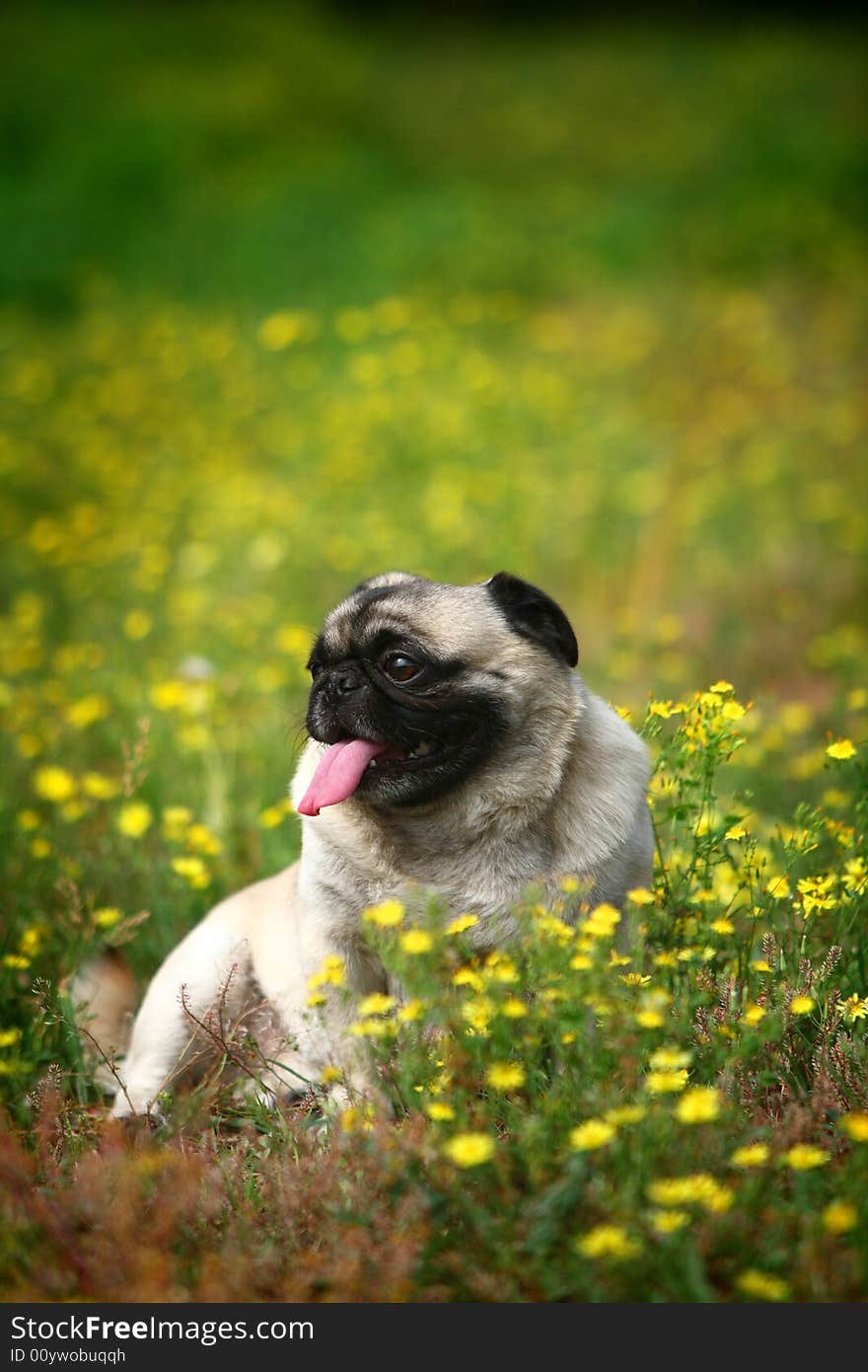 A Funny pet dog,outdoors