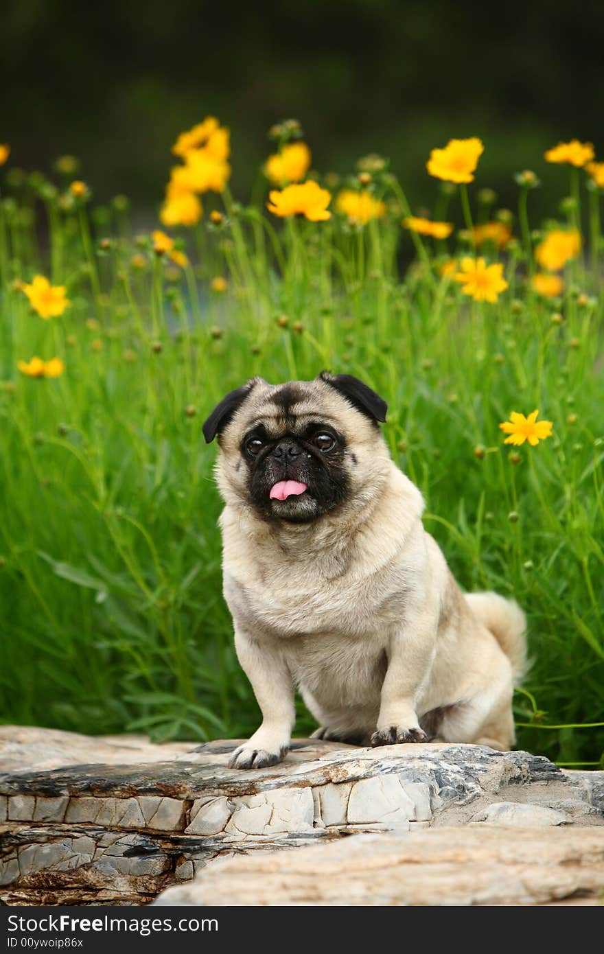 A Funny pet dog,outdoors