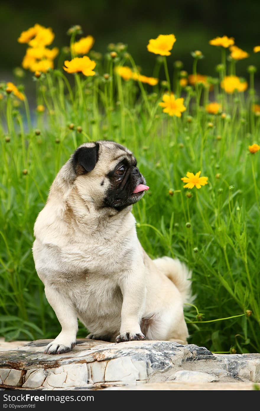 A Funny pet dog,outdoors