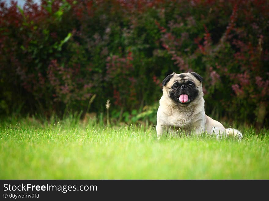 A Funny pet dog,outdoors