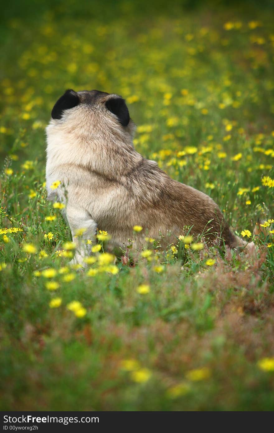 A pet dog focus at something,outdoors