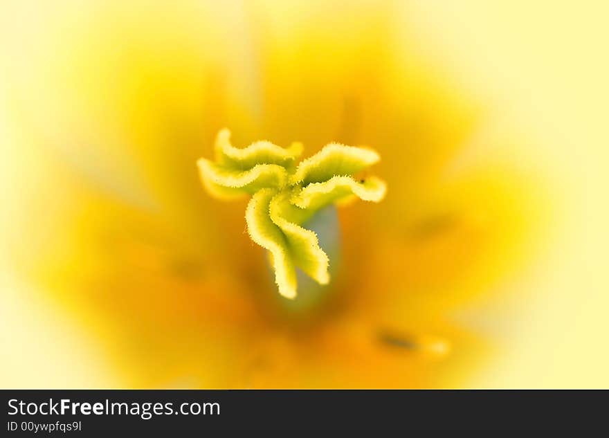 Yellow Flower Background