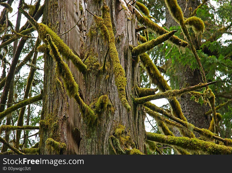 Old growth cedar in lush rainforest