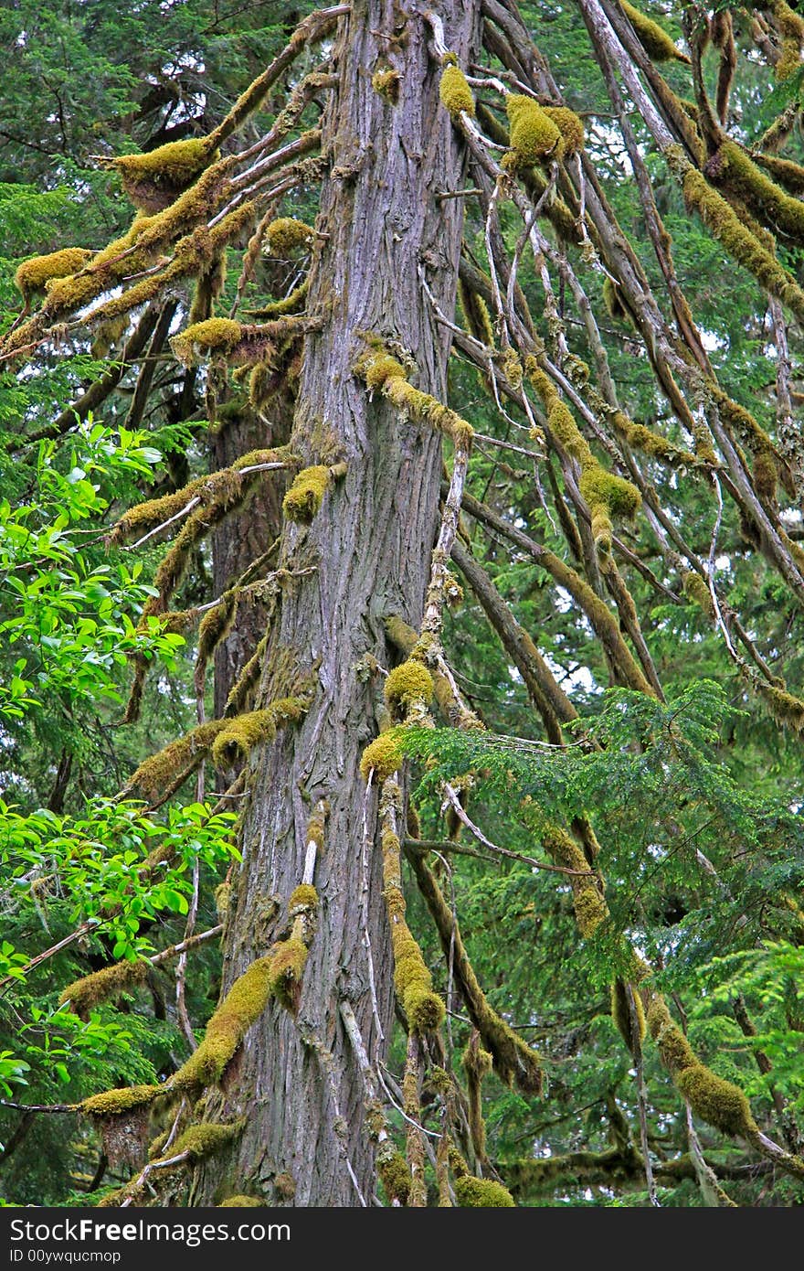 Old growth cedar in lush rainforest