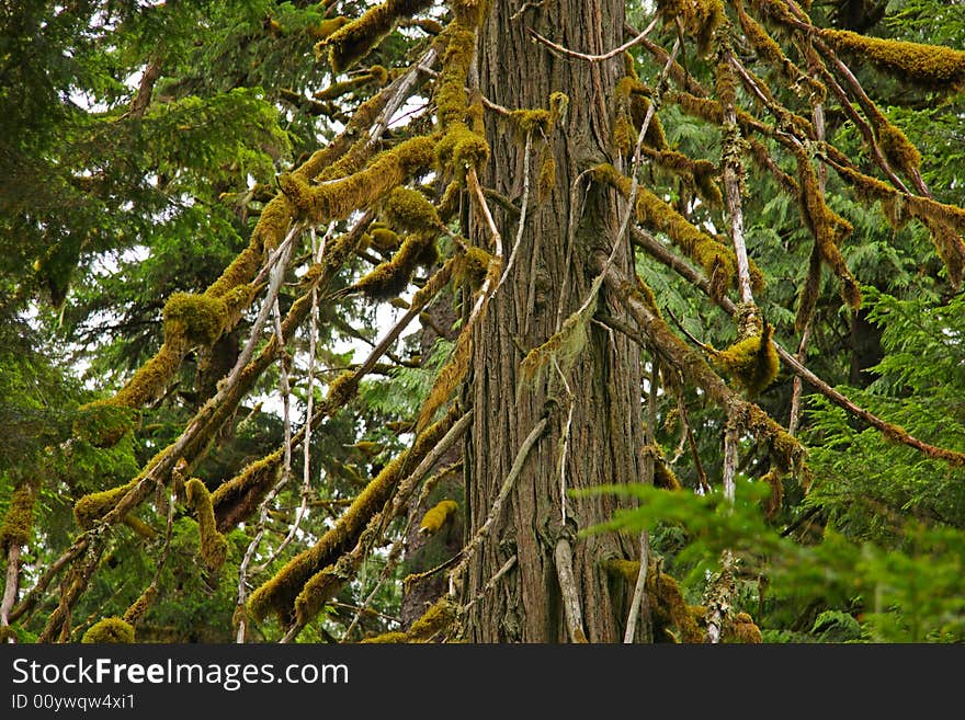 Old growth cedar in lush rainforest