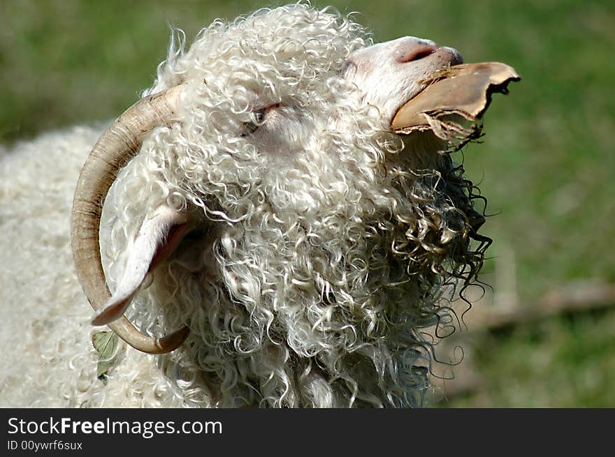 Woolly sheep with leather strap in its mouth ... ready for shearing