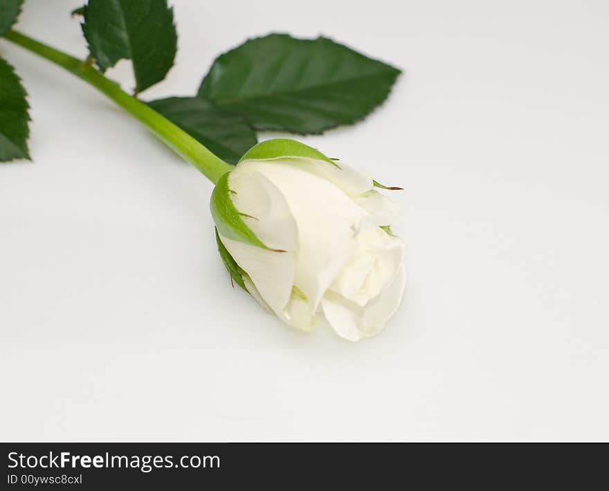 A single white rose with green leaves. A single white rose with green leaves