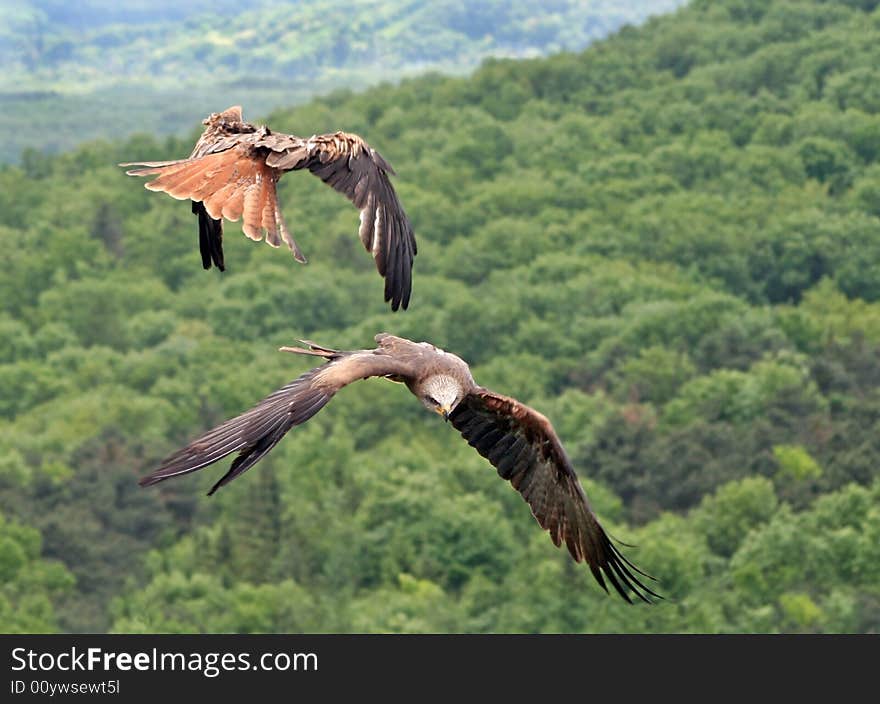 Two kites