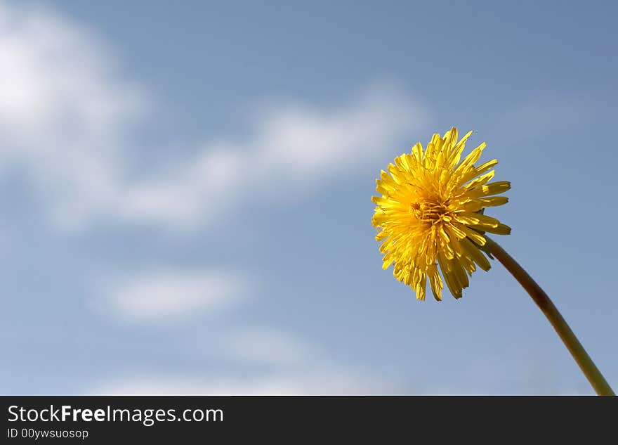 Yellow dandelion