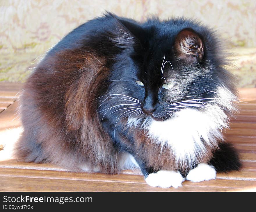 A beautiful black domestic cat