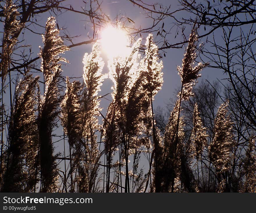 Golden reed silhouettes, view from under against blue sky and sun *RAW format available. Golden reed silhouettes, view from under against blue sky and sun *RAW format available