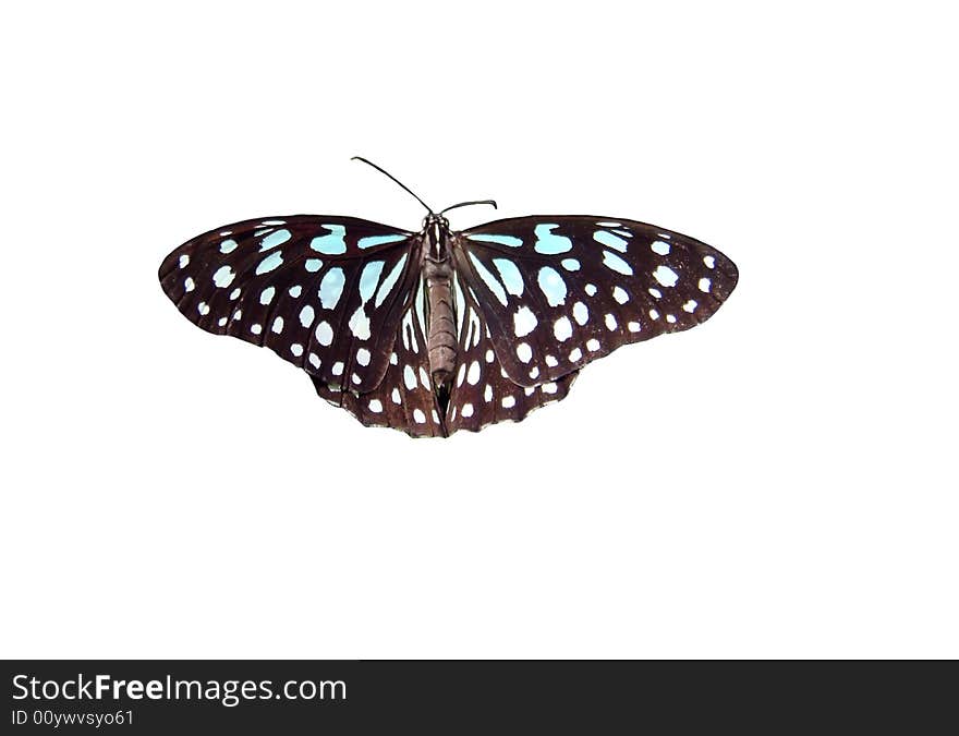 Little butterfly flying above bushes