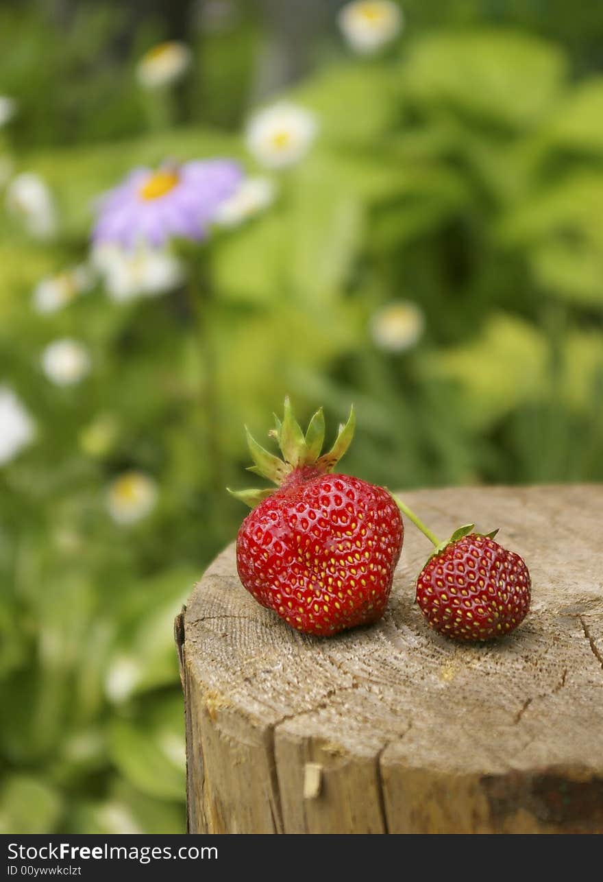 Two ripe berries of a strawberry in a garden