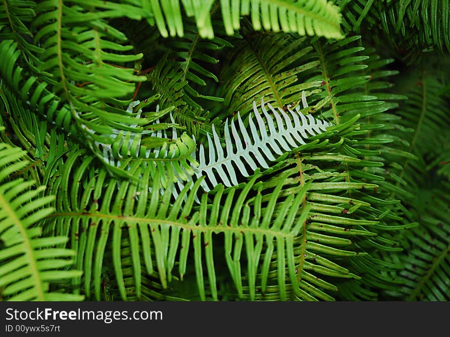 This is a green plants in a mountain in nature.