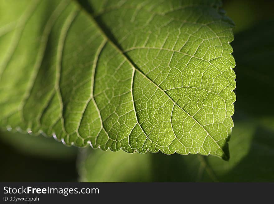 Light and shadow, macro shot of the leaf. Light and shadow, macro shot of the leaf