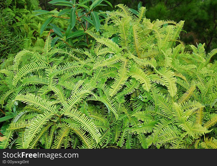 This is a green plants in a mountain in nature.