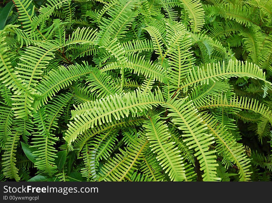 This is a green plants in a mountain in nature.