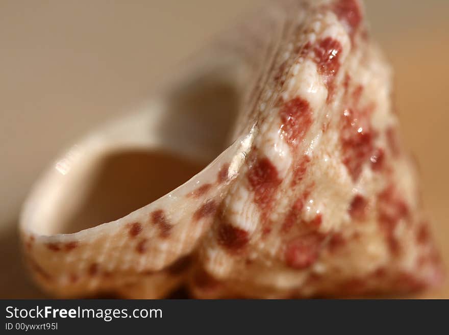 Macro shot of tiny seashell