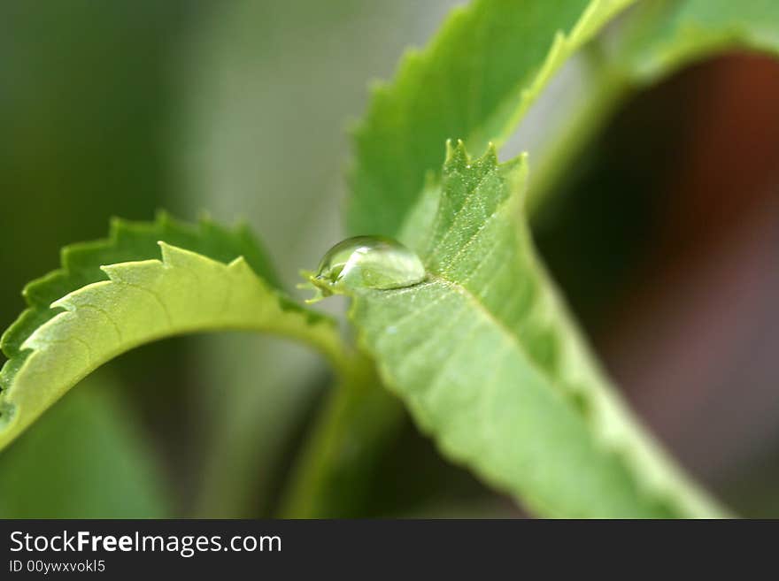 Tiny water drop hidden between the leaves