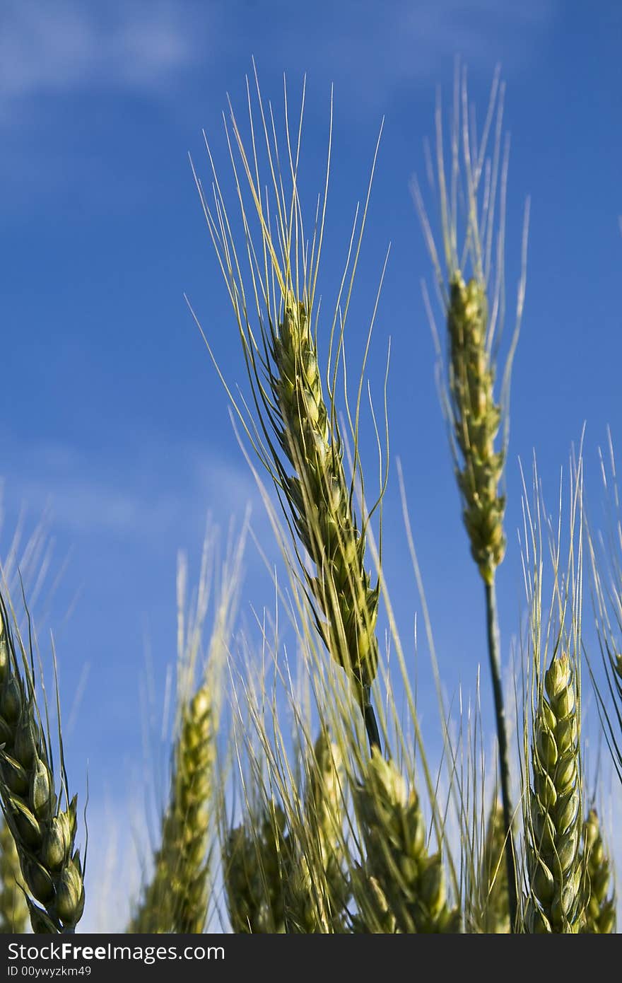 Golden wheat against blue sky