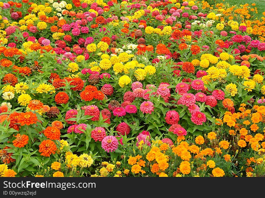 Photo of flower's garden in Budapest. Photo of flower's garden in Budapest