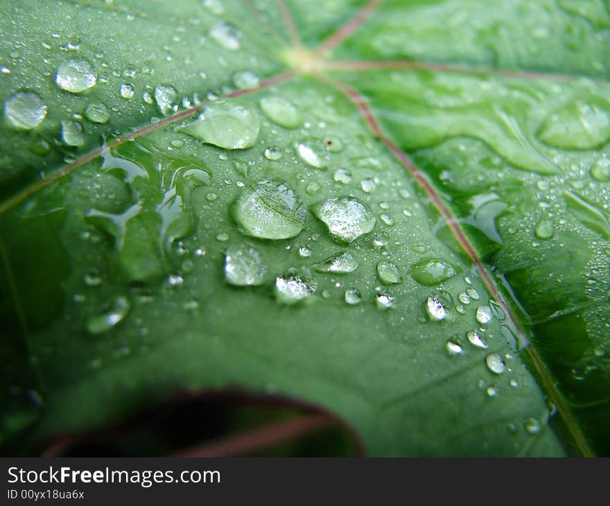 Rain drops on leaf shot. Rain drops on leaf shot