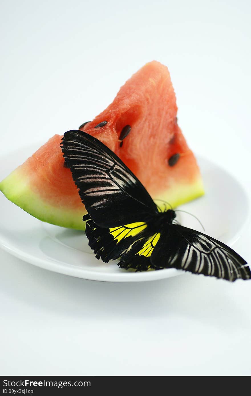 In a photo the exotic butterfly on a water-melon is represented, the image is made in a light cube without use of flash