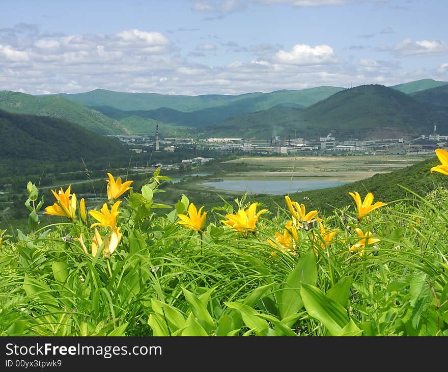 Lilies grow on declivity of the mountain. Lilies grow on declivity of the mountain