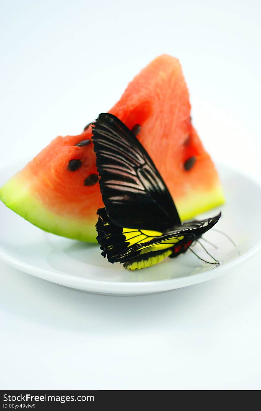 In a photo the exotic butterfly on a water-melon is represented, the image is made in a light cube without use of flash