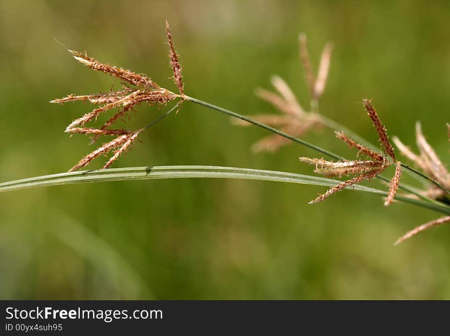 Tiny piece of grass, macro shot. Tiny piece of grass, macro shot