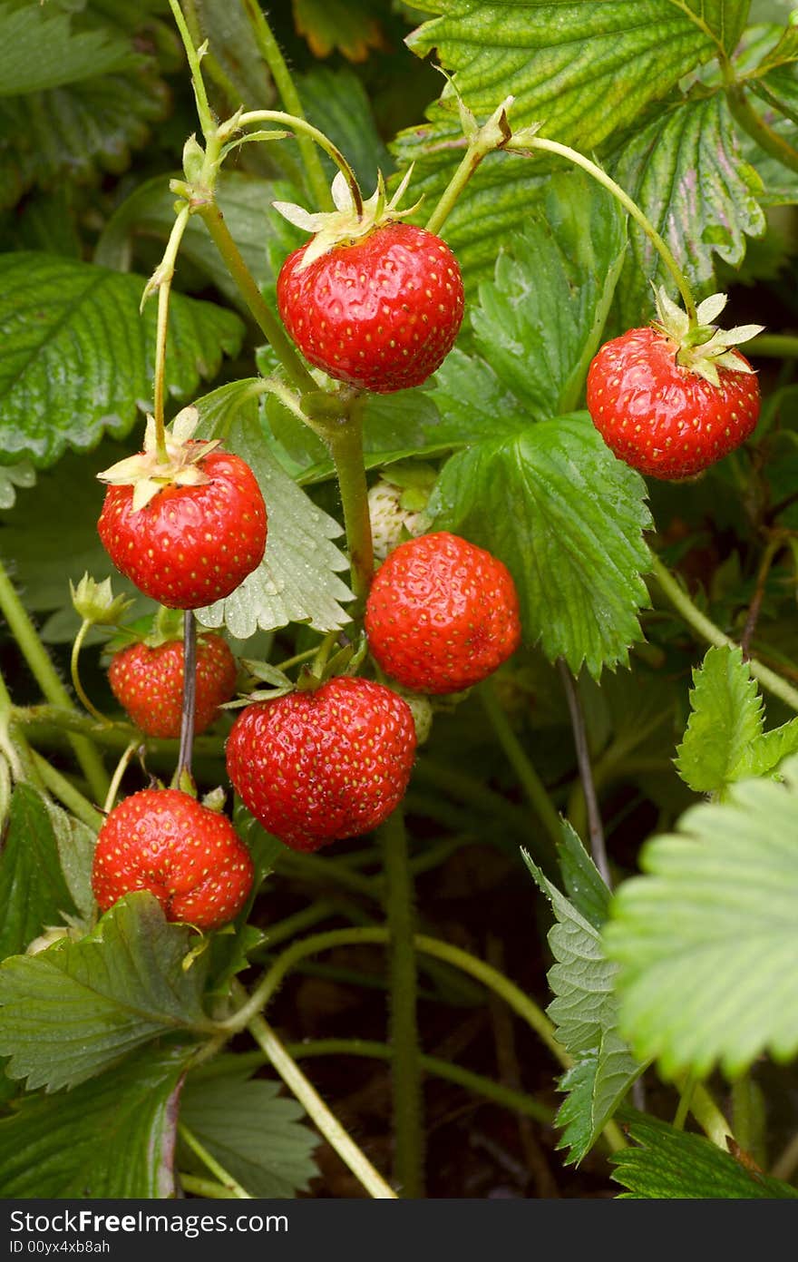 Strawberry beds to