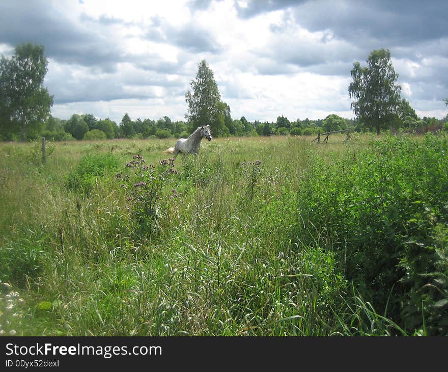 A hourse in a field