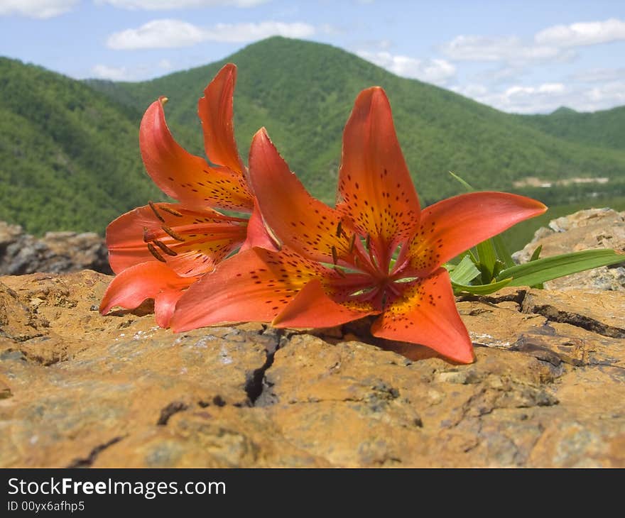 bouquet lily rests upon stone. bouquet lily rests upon stone