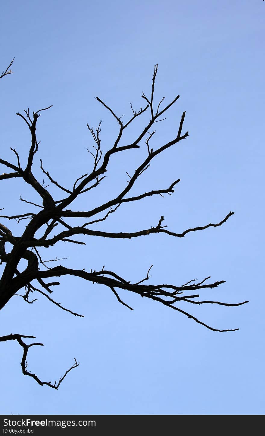 Dry tree on blue sky background