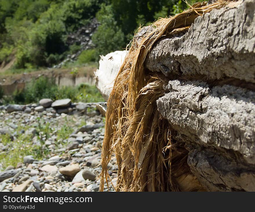 Old tree on river bank